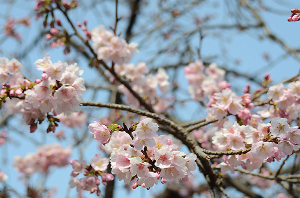 寒桜