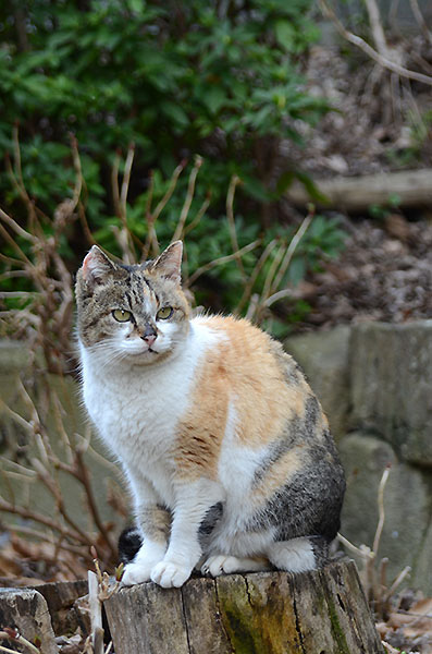 縞三毛猫　サイちゃん