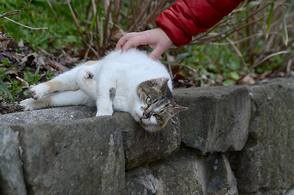 縞三毛猫　サイちゃん