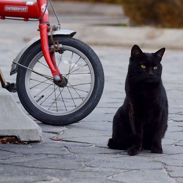 黒猫　赤い自転車