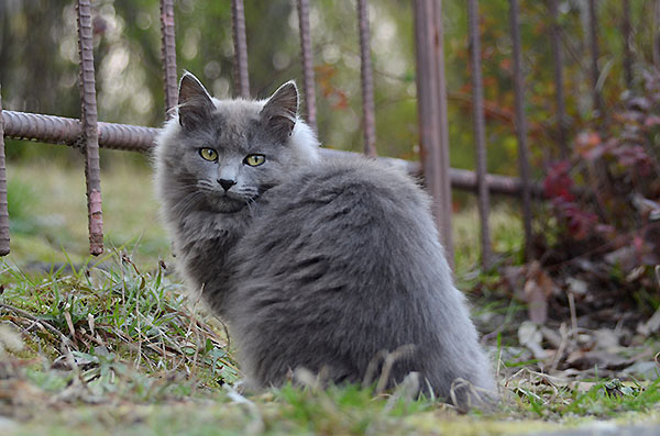 灰色猫　子猫