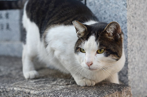 キジ白猫　マーちゃん