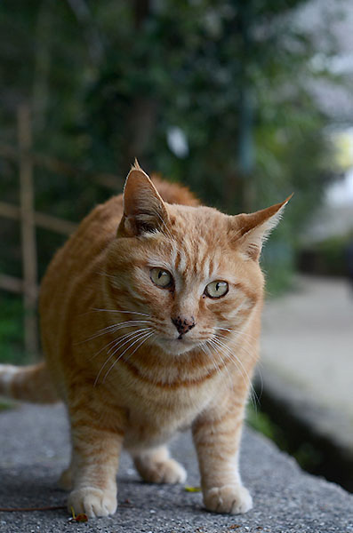 茶トラ猫　チビちゃん