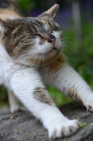 縞三毛猫　サイちゃん