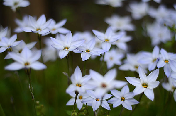 花韮