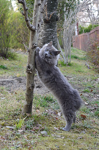 灰色猫　長毛　子猫