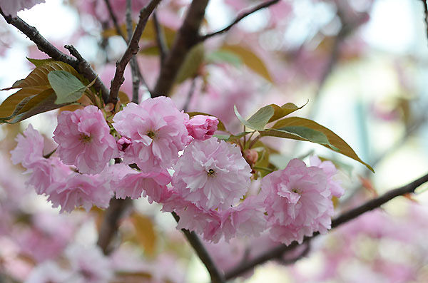 八重桜