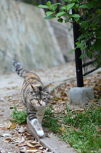 縞三毛猫　トモちゃん