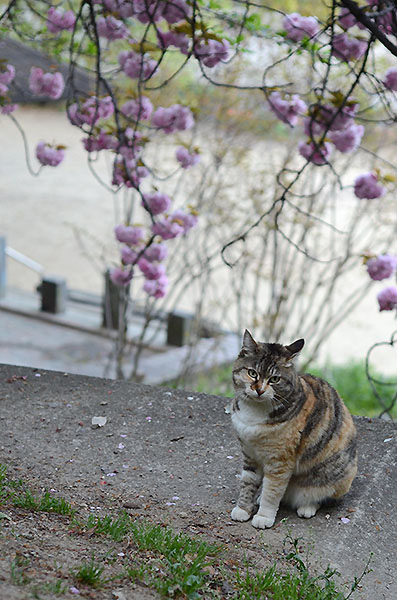 縞三毛猫　トモちゃん