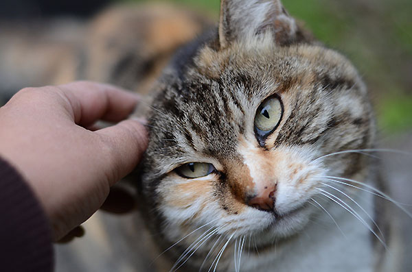 縞三毛猫　トモちゃん