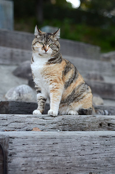 縞三毛猫　トモちゃん