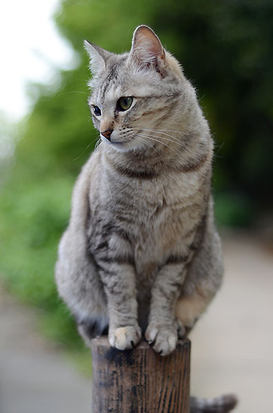 キジトラ猫　サバトラ猫　ミコちゃん