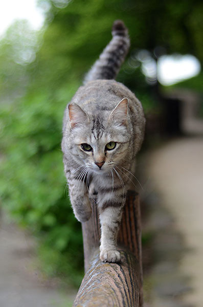 キジトラ猫　サバトラ猫　ミコちゃん