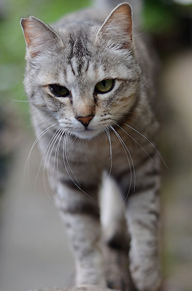 キジトラ猫　サバトラ猫　ミコちゃん