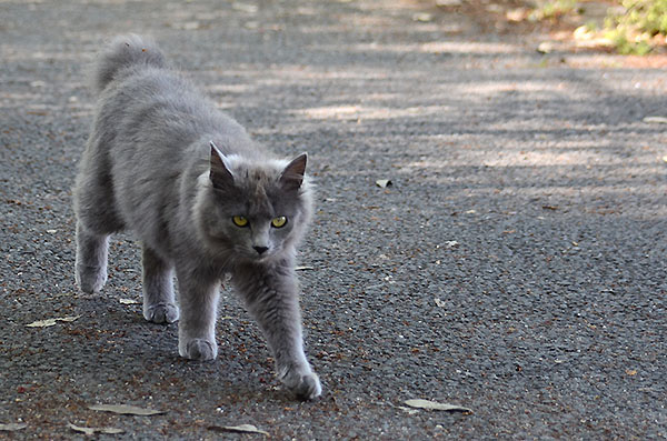 灰色猫　子猫