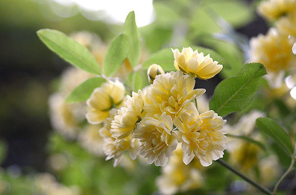 木香薔薇　モッコウバラ