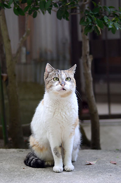 縞三毛猫　サイちゃん