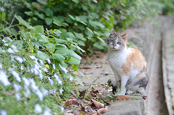 縞三毛猫　サイちゃん