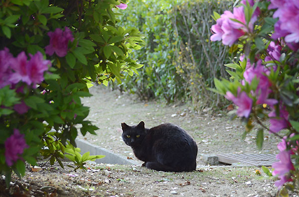 黒猫　ツツジ　躑躅