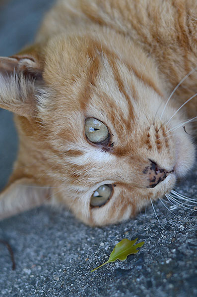 茶トラ猫　チビちゃん　紫陽花