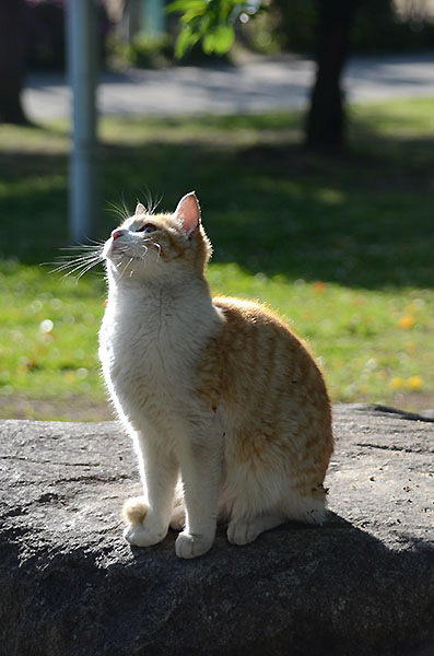 茶白猫　子猫