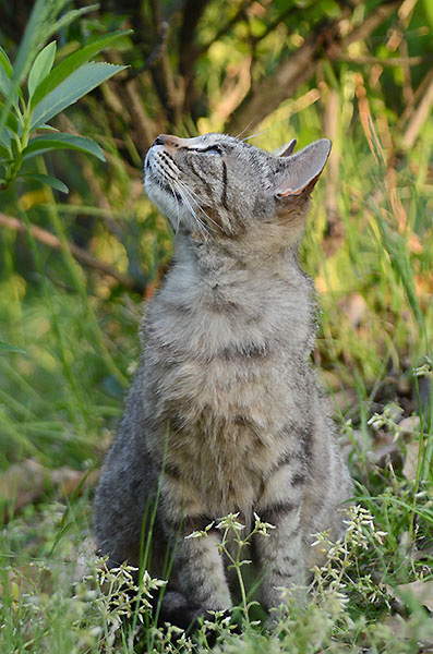 キジトラ猫　子猫