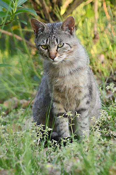 キジトラ猫　子猫