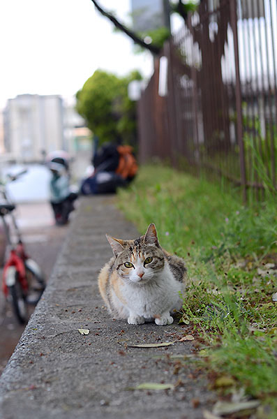 縞三毛猫