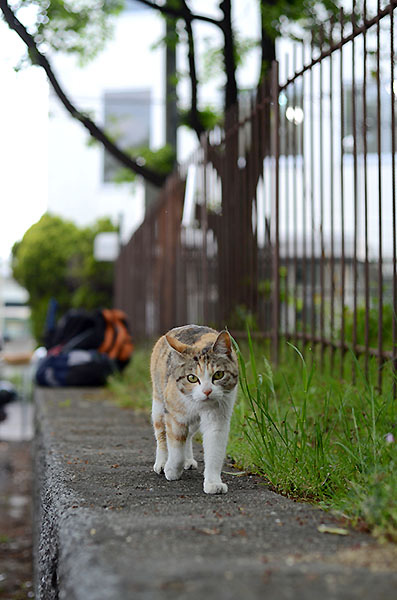 縞三毛猫