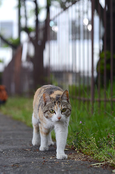 縞三毛猫