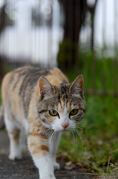 縞三毛猫