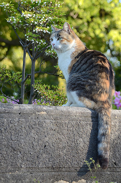 縞三毛猫　ドウダンツツジ