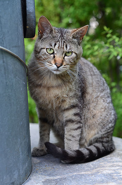 キジトラ猫　子猫