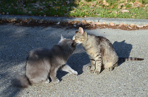 キジトラ猫　灰色猫　子猫