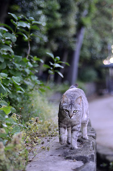 サバトラ猫　ミコちゃん