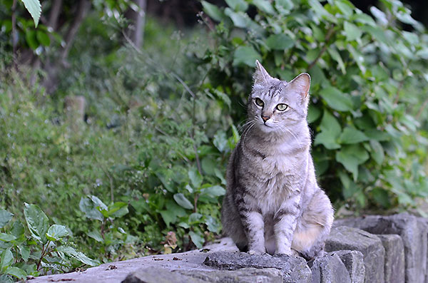 サバトラ猫　ミコちゃん