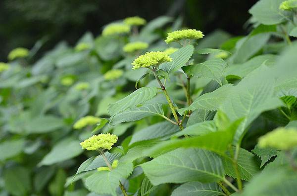 紫陽花