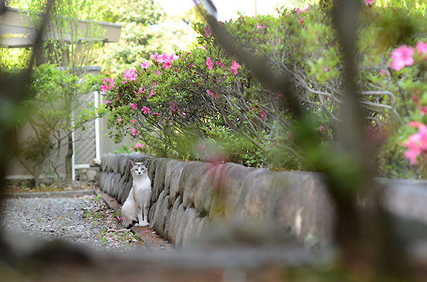 シンガプーラ風　白猫　子猫