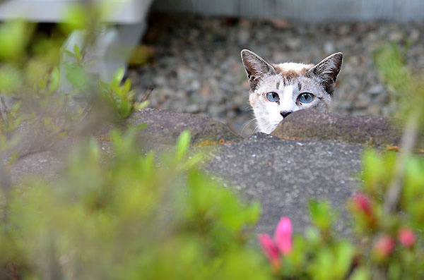 シンガプーラ風　白猫　子猫