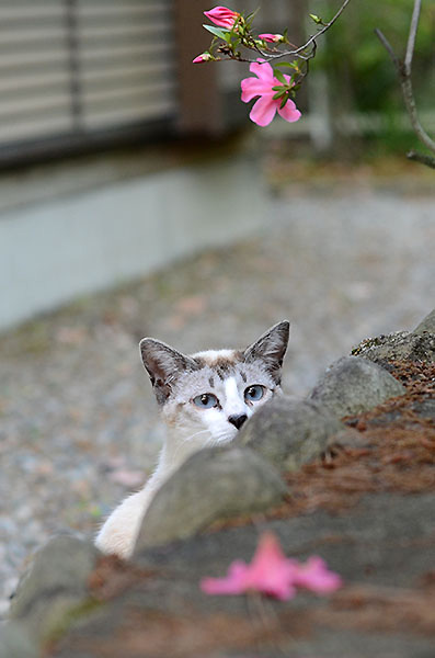 シンガプーラ風　白猫　子猫