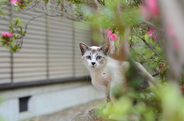 シンガプーラ風　白猫　子猫