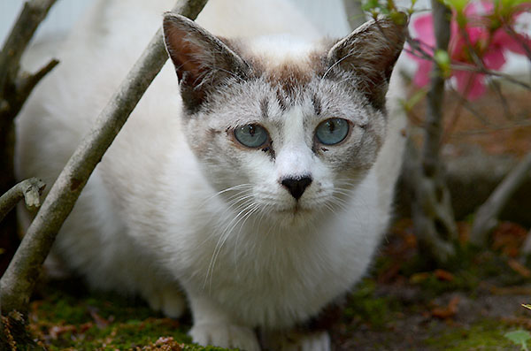 シンガプーラ風　白猫　子猫