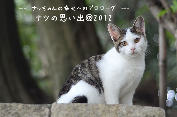 キジ白猫　子猫　ナッちゃん