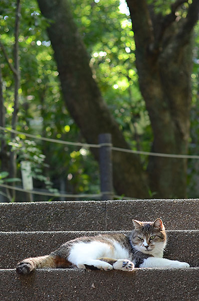 キジ白猫　ミーちゃん