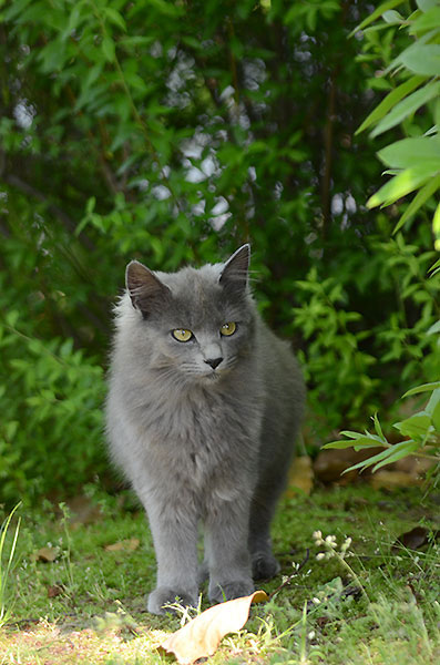 灰色猫　子猫