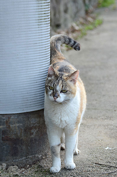 縞三毛猫　サイちゃん