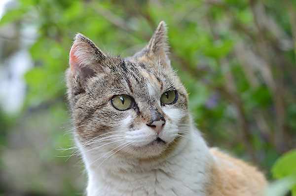 縞三毛猫　サイちゃん