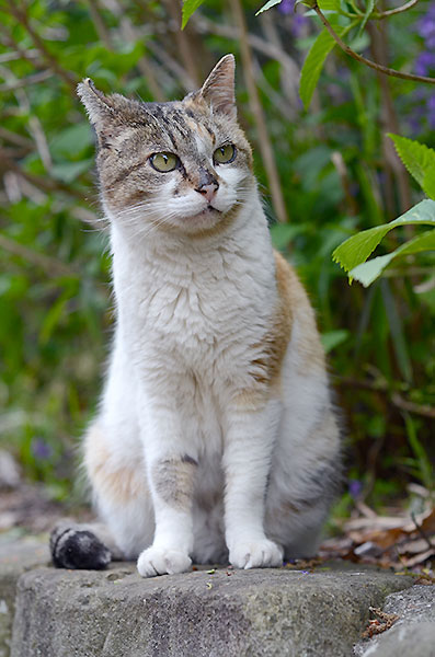 縞三毛猫　サイちゃん