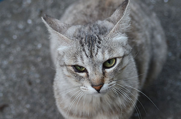 キジトラ猫　ミコちゃん