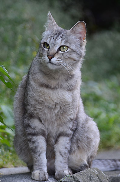 キジトラ猫　ミコちゃん